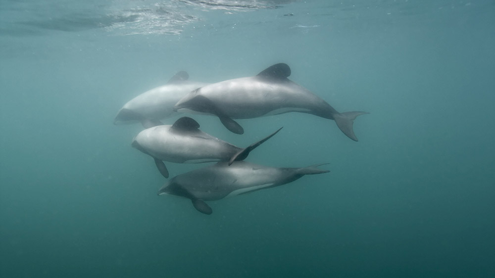 A population of a few thousand Hector’s dolphin remain, but only around 50 Maui’s dolphins are left. A population of a few thousand Hector’s dolphin remain, but only around 50 Maui’s dolphins are left.